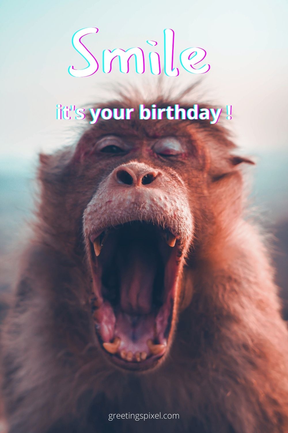 20+ Happy Birthday Images Funny - greetingspixel.com